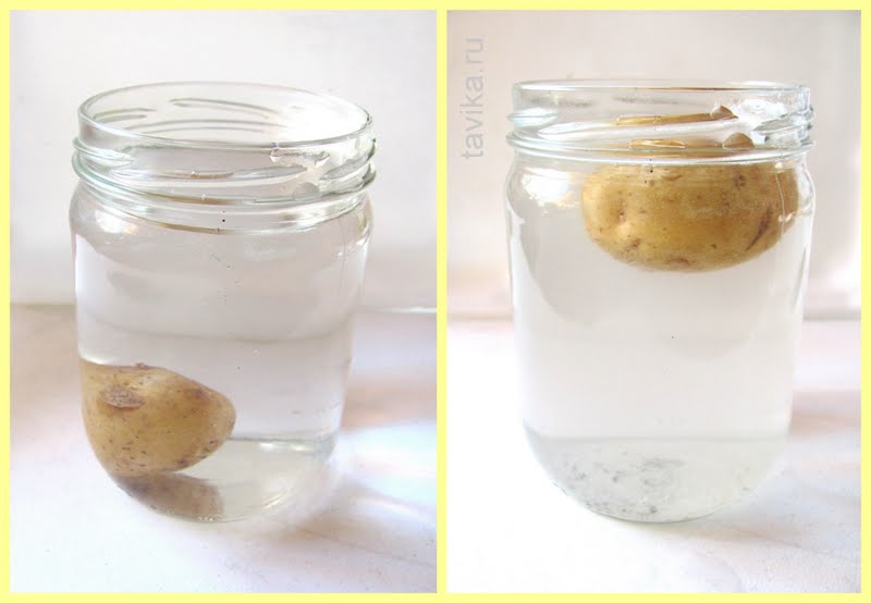 опыты по физике для детей: картошка, всплывающая в соленой воде