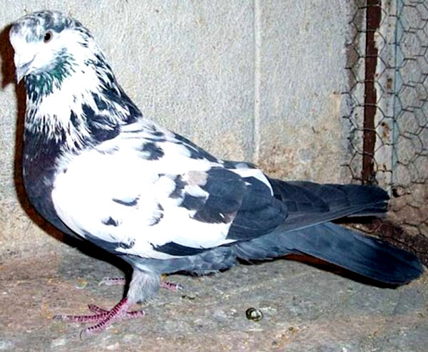 iranian highflying tumbler pigeon, iranian highflying tumbler pigeons, about iranian highflying tumbler pigeon, iranian highflying tumbler pigeon appearance, iranian highflying tumbler pigeon breed, iranian highflying tumbler pigeon breed info, iranian highflying tumbler pigeon breed facts, iranian highflying tumbler pigeon care, caring iranian highflying tumbler pigeon, iranian highflying tumbler pigeon color, iranian highflying tumbler pigeon characteristics, iranian highflying tumbler pigeon color varieties, iranian highflying tumbler pigeon facts, iranian highflying tumbler pigeon for flying, iranian highflying tumbler pigeon history, iranian highflying tumbler pigeon info, iranian highflying tumbler pigeon images, iranian highflying tumbler pigeon origin, iranian highflying tumbler pigeon photos, iranian highflying tumbler pigeon pictures, iranian highflying tumbler pigeon rarity, raising iranian highflying tumbler pigeon, iranian highflying tumbler pigeon rearing, iranian highflying tumbler pigeon size, iranian highflying tumbler pigeon temperament, iranian highflying tumbler pigeon tame, iranian highflying tumbler pigeon uses, iranian highflying tumbler pigeon varieties, iranian highflying tumbler pigeon weight