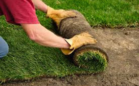 3 Factors to Consider When Buying Sod from Sod Farms in Georgia