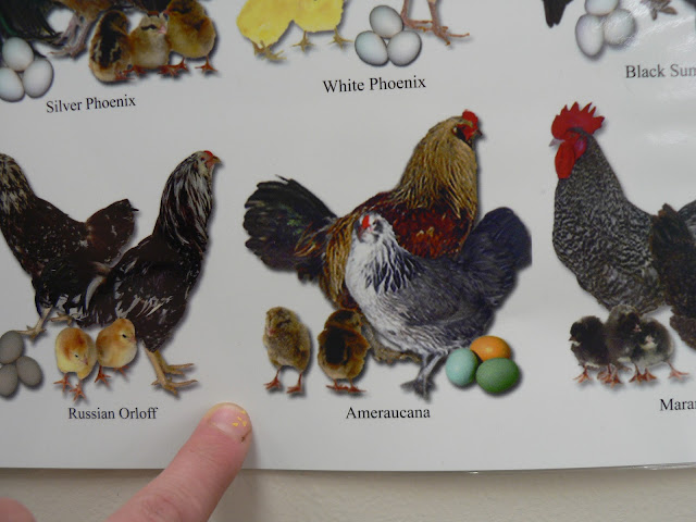 chicken breed poster