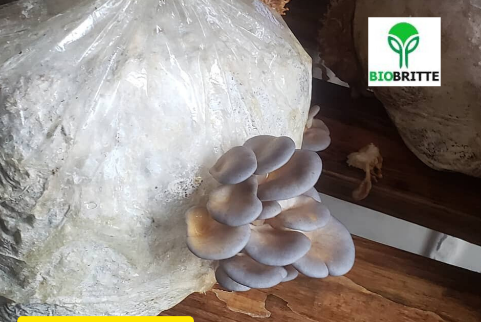 Mushroom spawn buy online mushroom spawn lab spawn supply