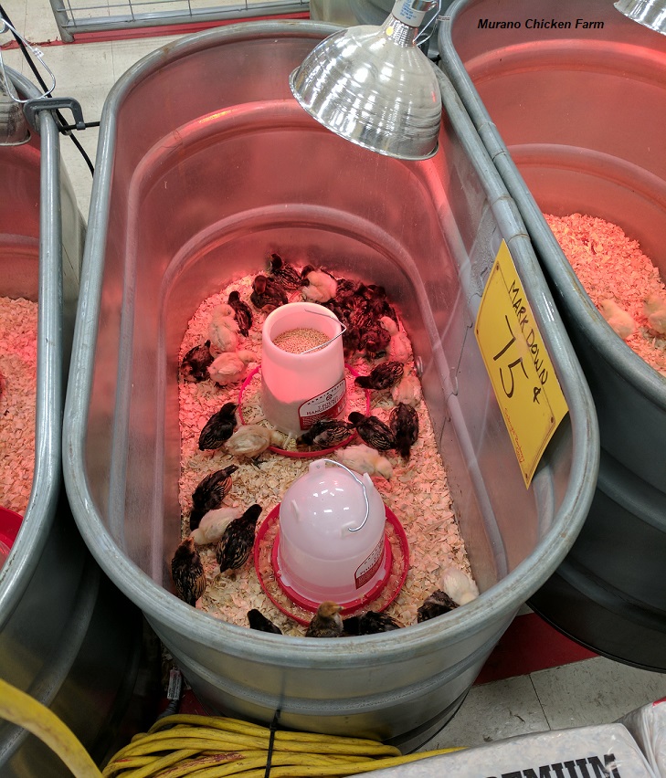 Buying chicks. Where should you get them? Murano Chicken Farm