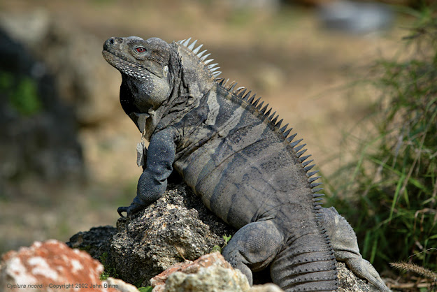 La Iguana de Ricord