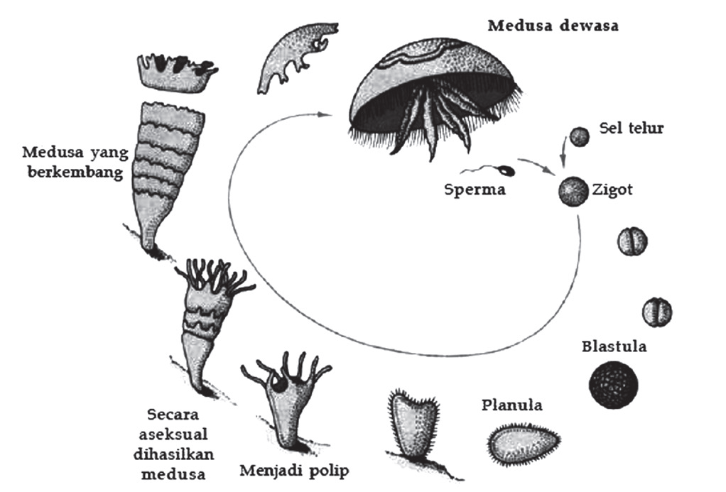 Kingdom Animalia Materi Dan Pembahasan Soal Biologi Sma Kelas 10 Latihan Unbk