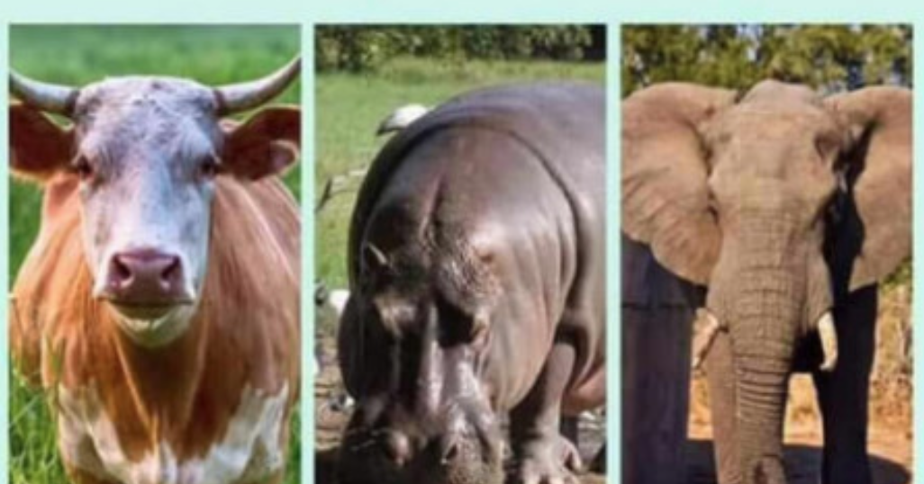 Skip's House of Chaos: What do we learn from cows, hippos, and elephants?