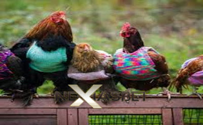 Ayam Bangkok Super Taruhan Agen Resmi S128 - Nexiasbet88.net Ayam Bangkok Super