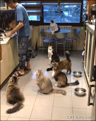 Amazing Cat GIF • Purrfect man feeding his 9 cats! Proof that real men love ♥ cats Amazing Cat GIF • Purrfect man feeding his 9 cats! Proof that real men love ♥ cats