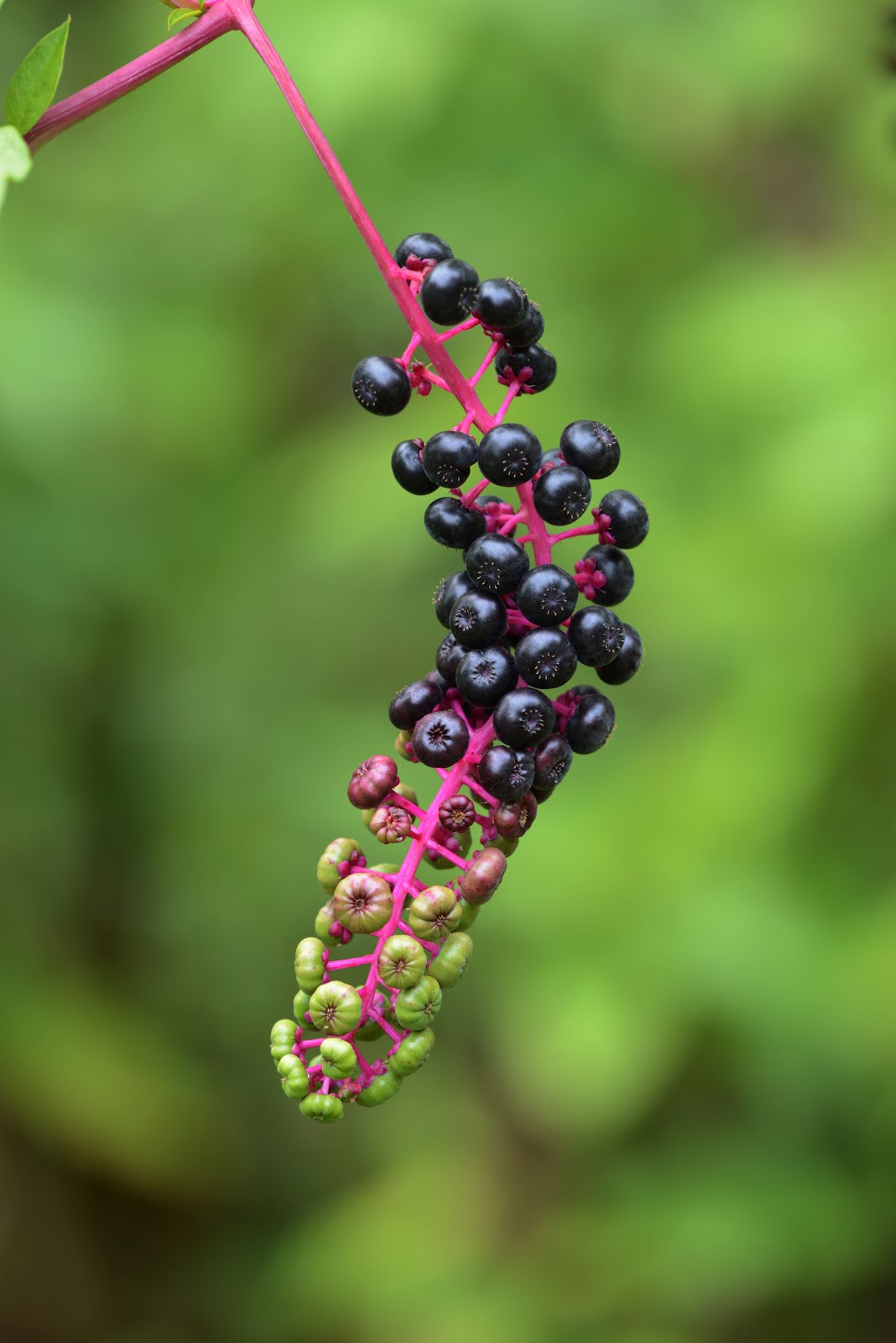 Indiana Plant A Day American Pokeweed