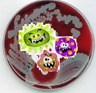 Bentuk, Susunan dan Sifat Media untuk Pertumbuhan Bakteri - Ruang