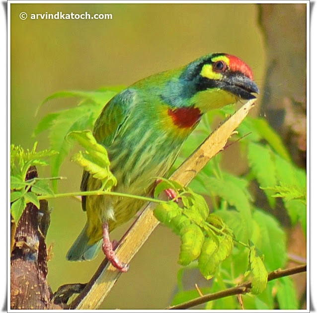 Coppersmith Barbet, Pictures, barbet