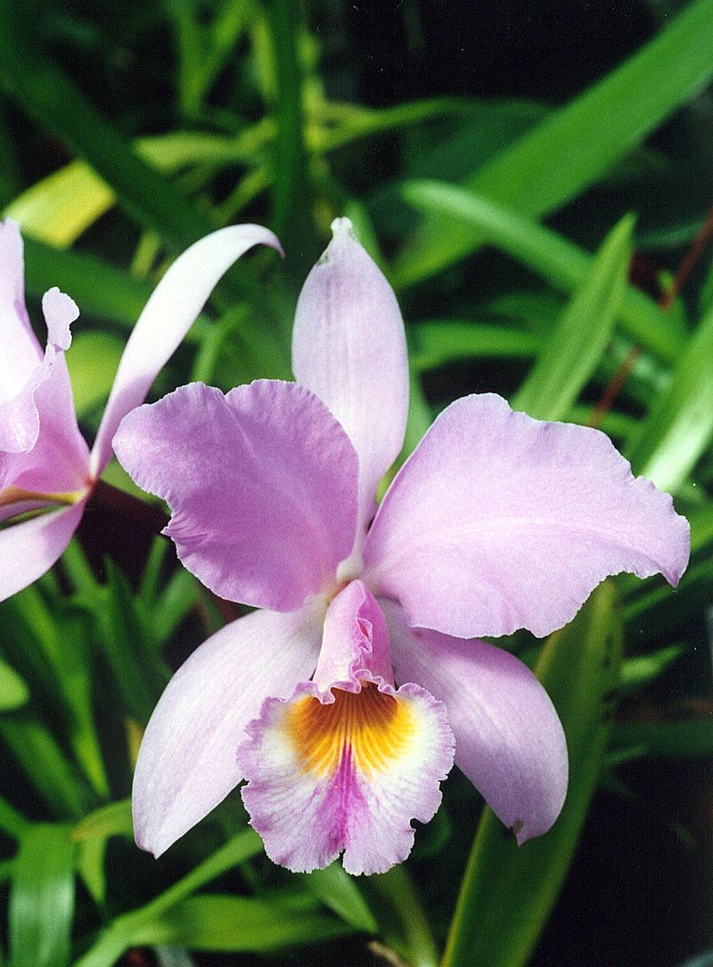 Каталея цветок колумбии Каталея цветок колумбии