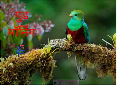 Good morning images for Whatsapp in Hindi love Good morning images for Whatsapp in Hindi love