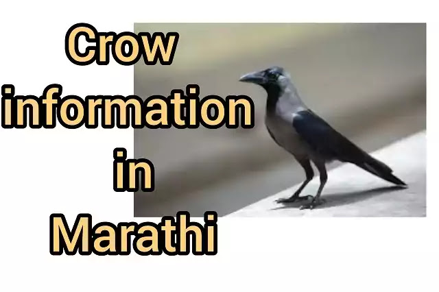 crow information in Marathi crow information in Marathi