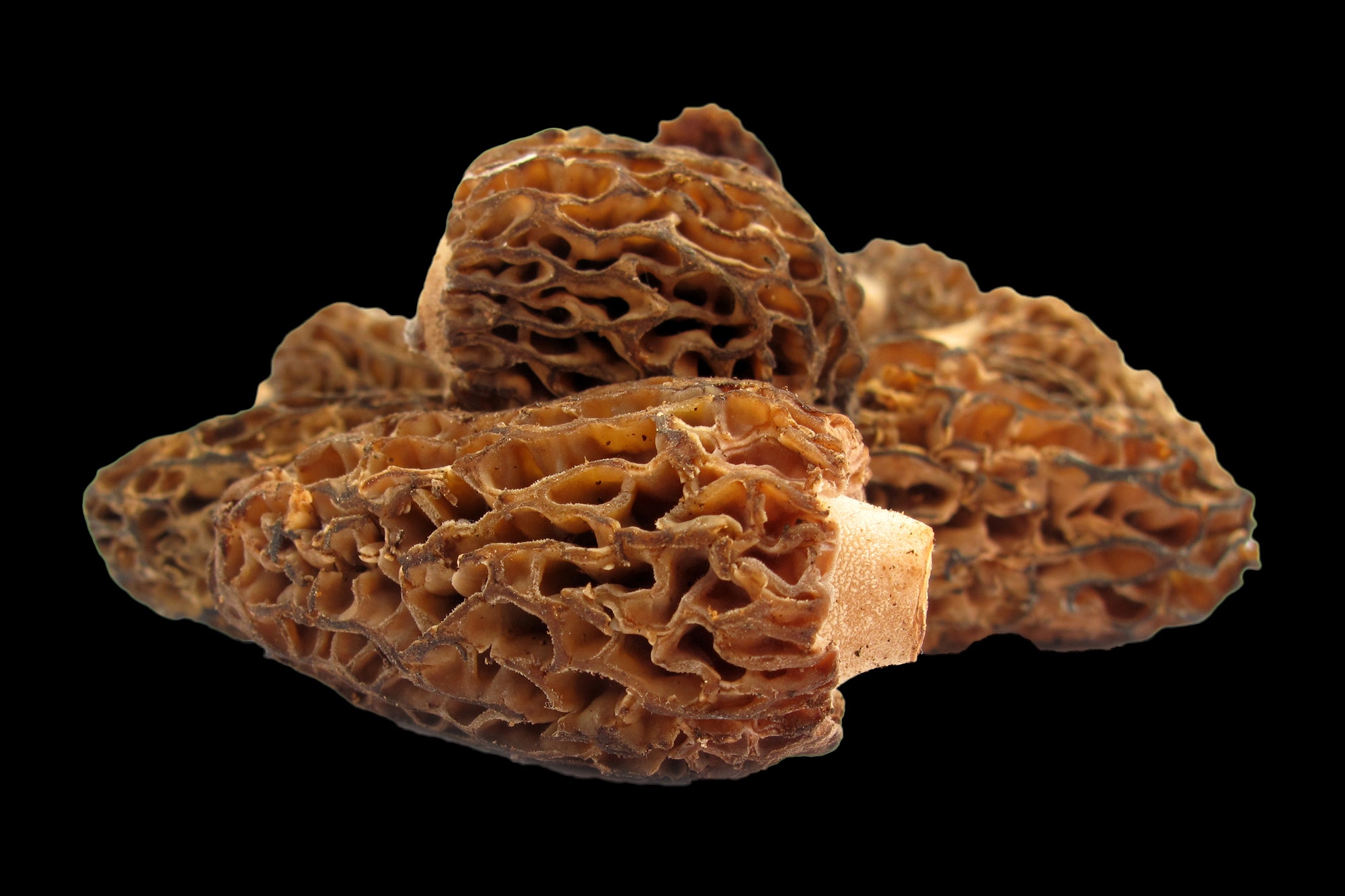 Why are morel mushrooms notoriously difficult to cultivate at home