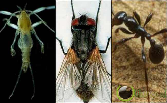 5 Jenis Hewan  Lalat yang  tidak bisa  Terbang  Mata 