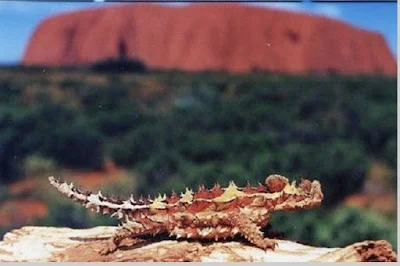 Flora dan Fauna Uluru