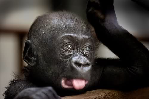 All Wallpapers: Funny Gorilla hd Wallpapers 2013