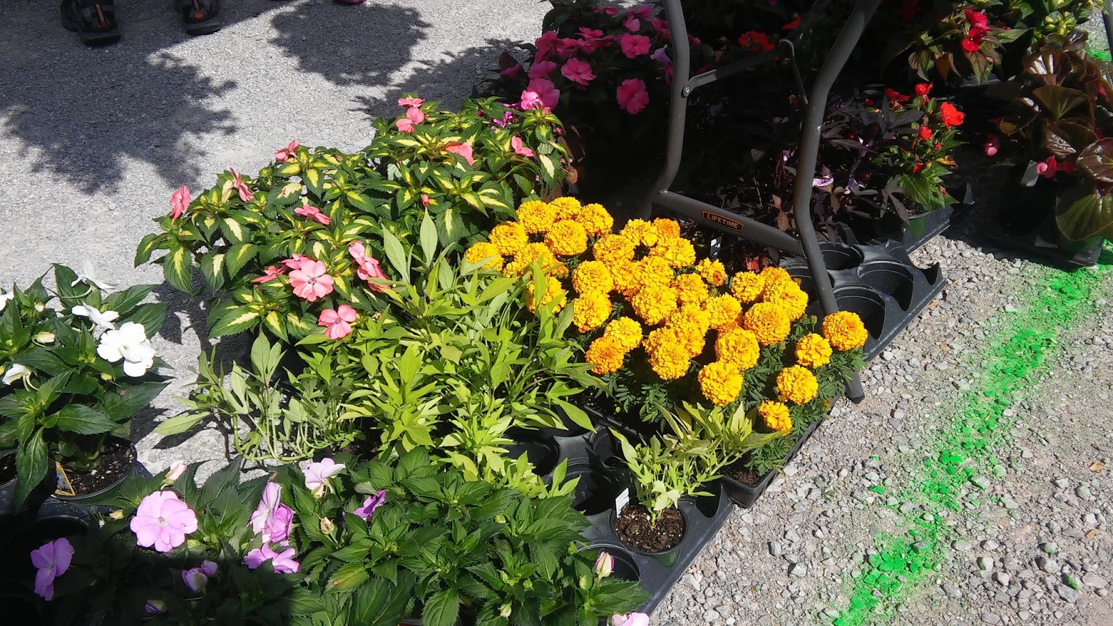 Parrot Blog ParrotPressNews Shopping for Safe and Edible Plants Locally