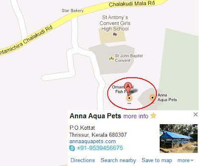 Anna Aqua Pets Ornamental fish farm in Kottat - Chalakudy 