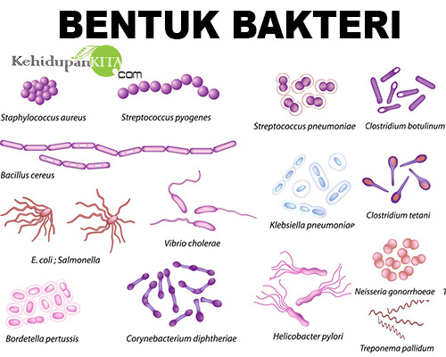 Bentuk Sel Bakteri dan Ukuran Bakteri