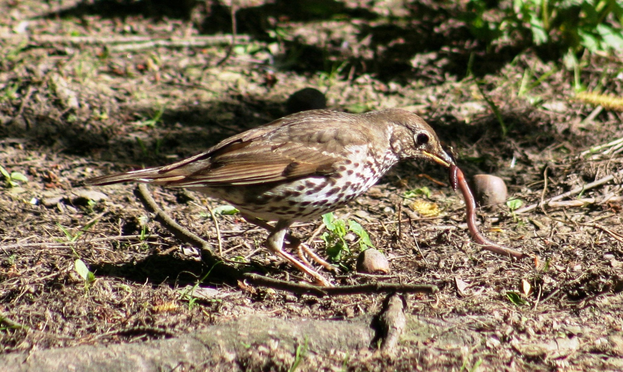 Птица и червяк. Птицы питаются червяками. Птица червь. Хищные птицы саванны. Птица с червем в клюве.