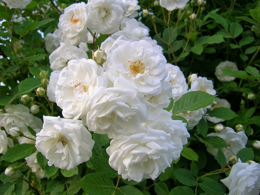 Fantastis 26+ Bunga Mawar Putih Wikipedia - Gambar Bunga HD