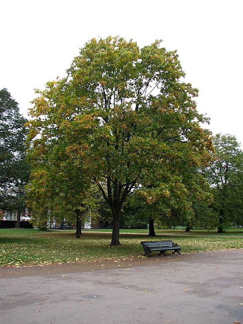 Bench under a green tree in autumn, Kensington Gardens, London