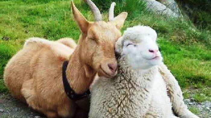 Info Terbaru Harga Hewan Kurban 2019, Jenis Kambing, Sapi dan Domba