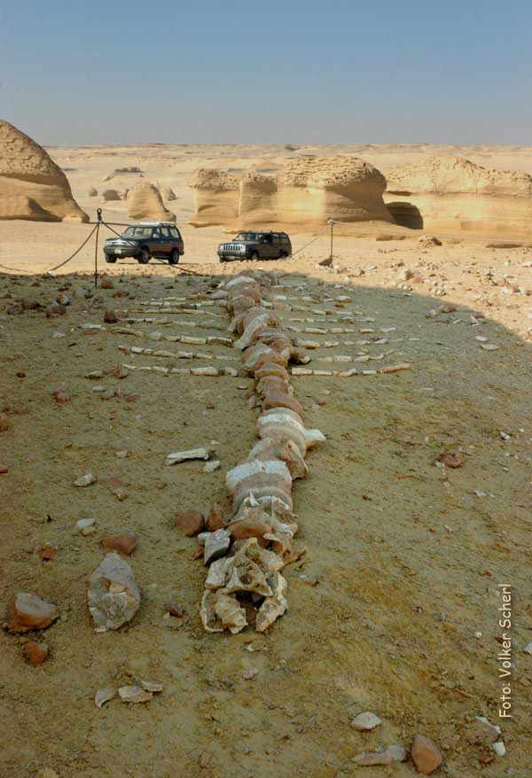 وادي الحيتان - حياة بحرية في قلب الصحراء