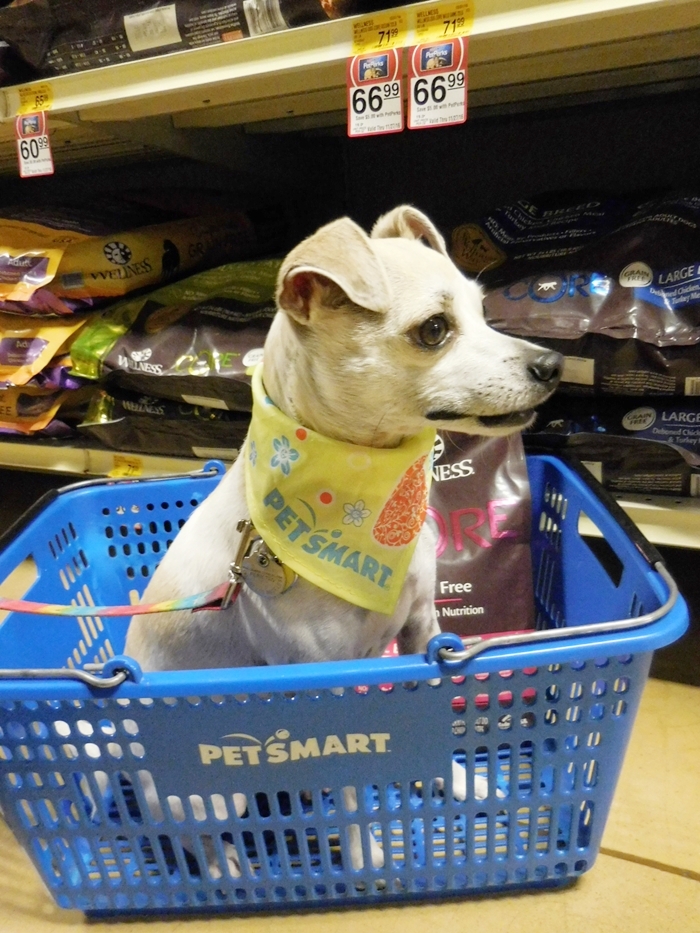 Finding The Wellness Difference with Wellness Core at PetSmart! #WellnessPet Dog Food Review