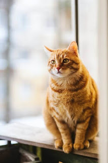 Έξυπνη αμμολεκάνη για γάτες με τεχνητή νοημοσύνη για πρόληψη ασθενειών 