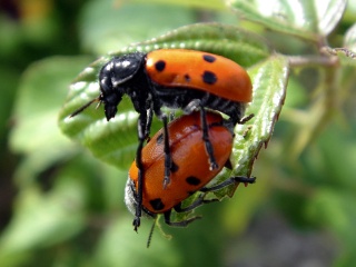 Resultado de imagen para reproduccion de los insectos