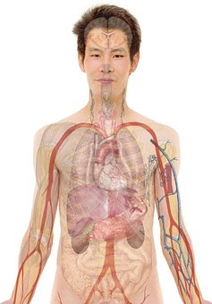 The Human Digestive Organs