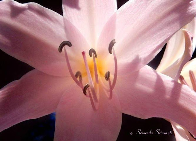 Amaryllis belladonna