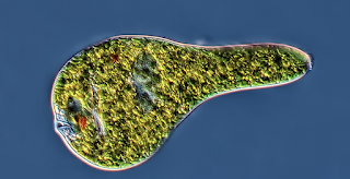 euglena