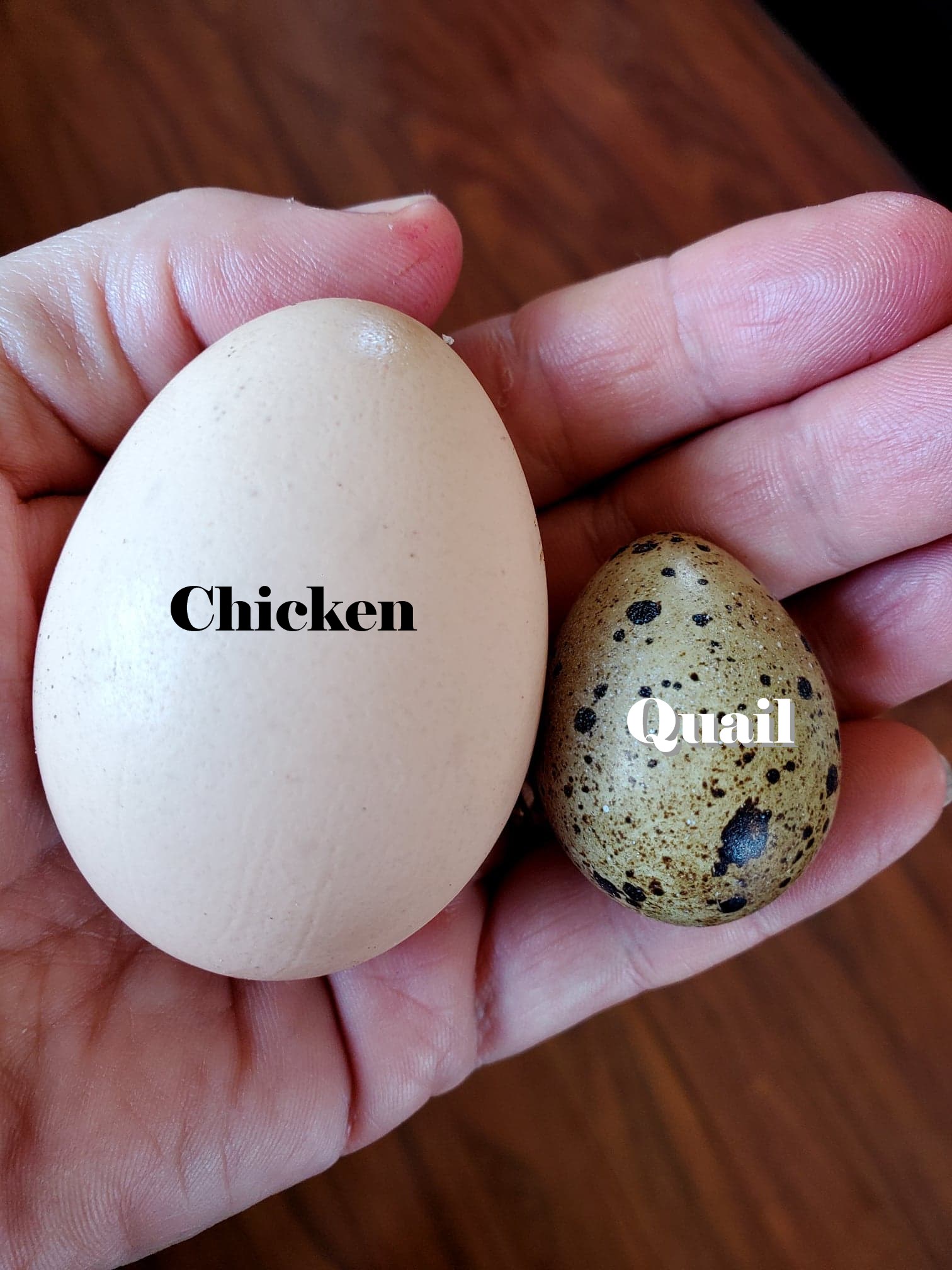 Quail vs. Chickens Which is Better? (with Video) Proverbs 31 Homestead