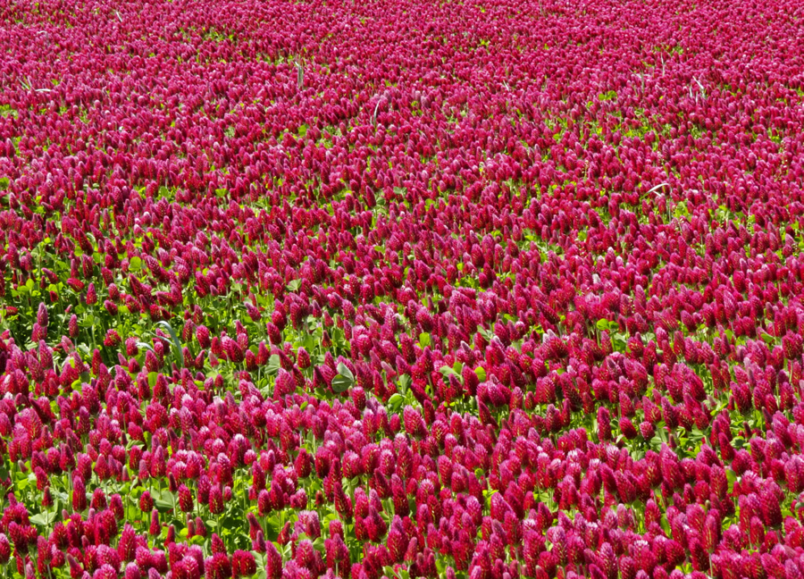 Red clover field