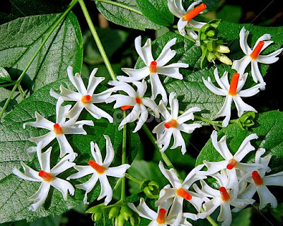 Image of the Harsingar Flower used to worship Lord Shiva in Sawan month.