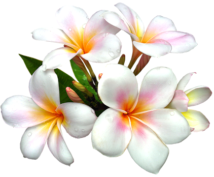 Flower Png Flower Png