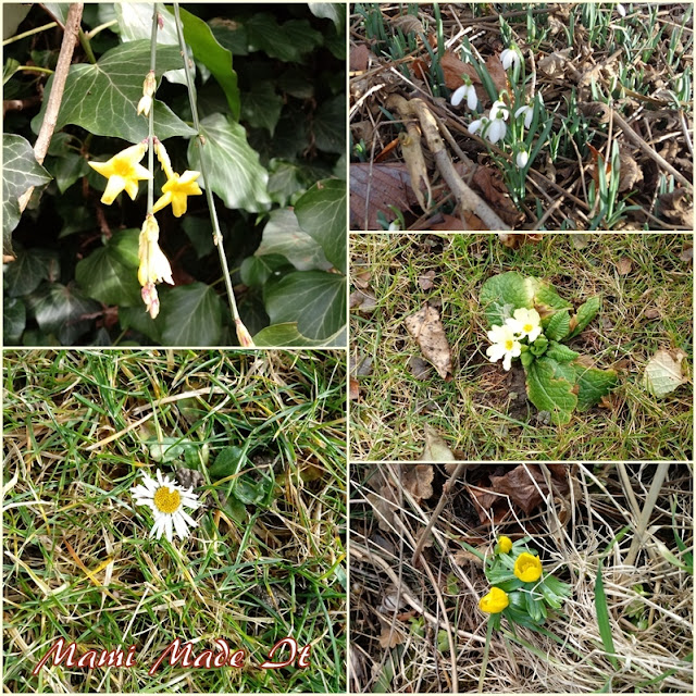 Blüten im Jänner - Blossoms in January