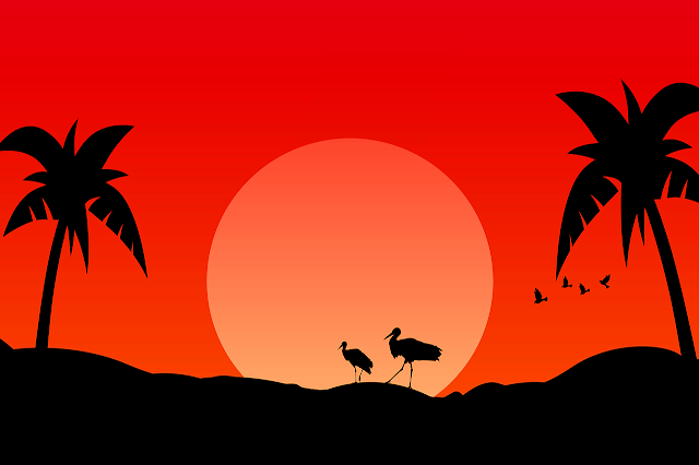 bird skull drawing bird skull drawing