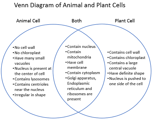 Plant and Animal Cells Venn Diagram | Differences and Similarities