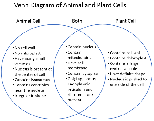 Venn Diagram Plant And Animal Cell