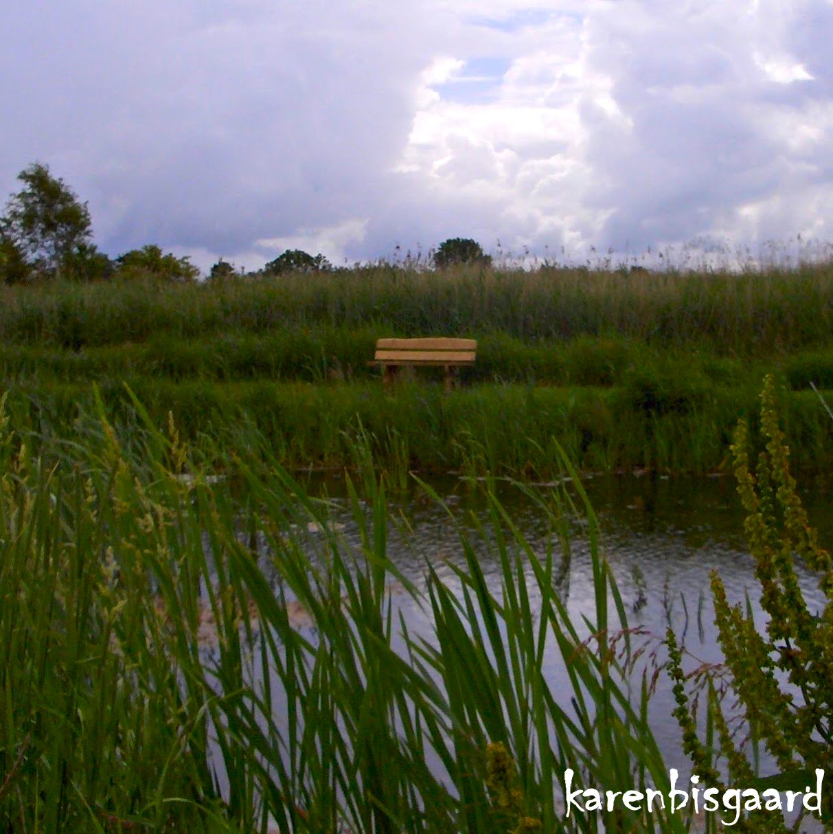 Bench near the pond