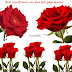 Red rose flowers are also live pharmacies