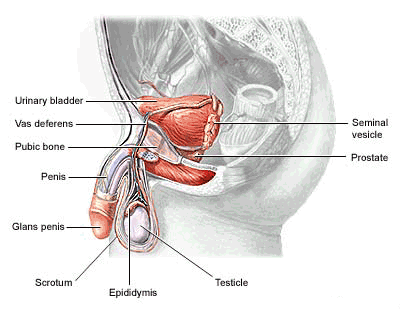 diagramă de creștere a penisului