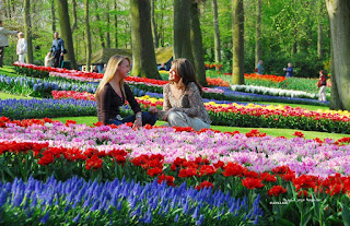 flowers-in-the-South-Holland-1