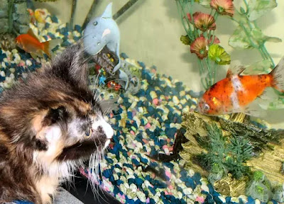 Cat Wth Fish Cat Catching Fish Cat Proof Fish Tank