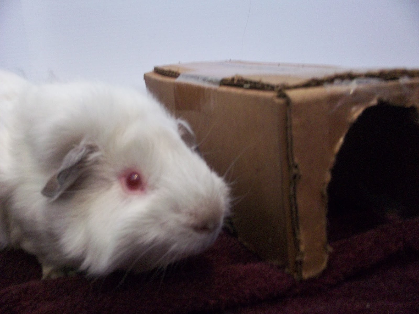 The Cavy Lady: how can i make my guinea pig's cage more fun?
