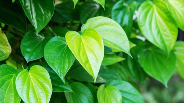 Cara Mengembalikan Keperawanan Dengan Daun Sirih Cara Mengembalikan Keperawanan Dengan Daun Sirih